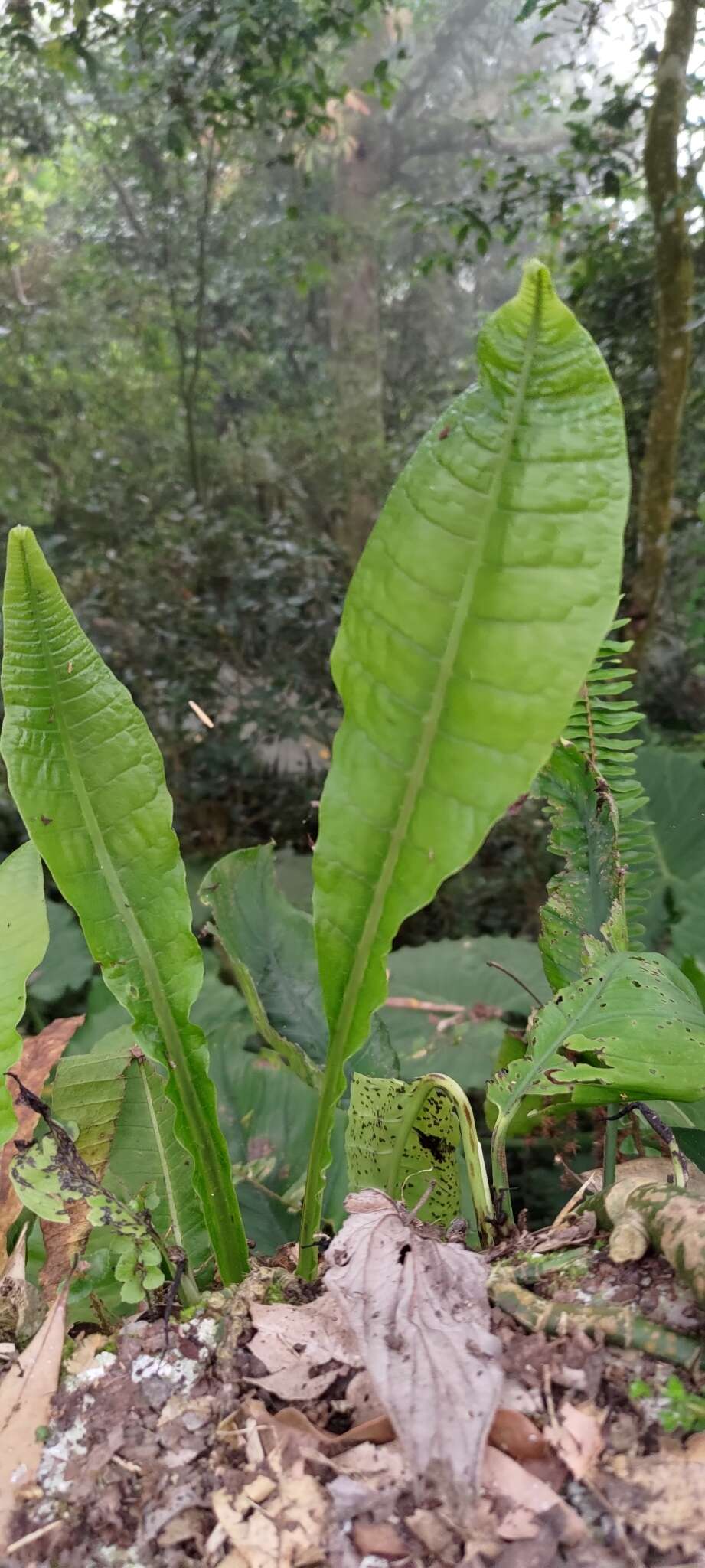 Image of Microsorum membranaceum (D. Don) Ching