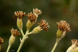 صورة Moquiniastrum polymorphum subsp. ceanothifolium (Less.) G. Sancho