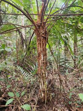 Image de Cyathea phalerata Mart.