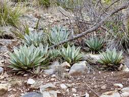 Image de Agave parryi subsp. neomexicana (Wooton & Standl.) B. Ullrich