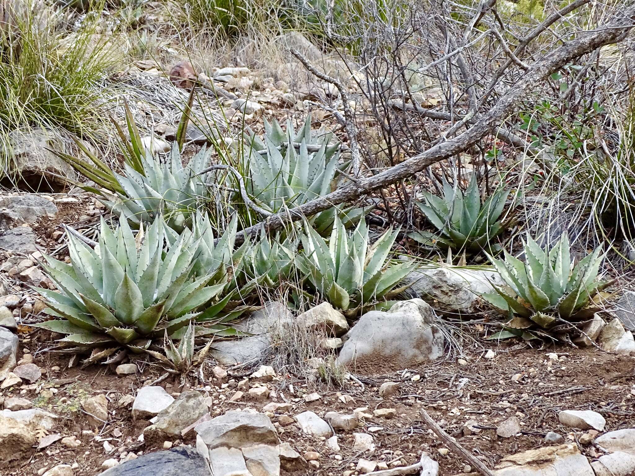 Image de Agave parryi subsp. neomexicana (Wooton & Standl.) B. Ullrich