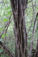 Image of haematoxylum