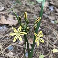 Sivun Triteleia ixioides subsp. anilina (Greene) L. W. Lenz kuva