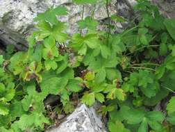 Image of Astrantia major subsp. biebersteinii (Fisch. & C. A. Mey.) I. Grint.