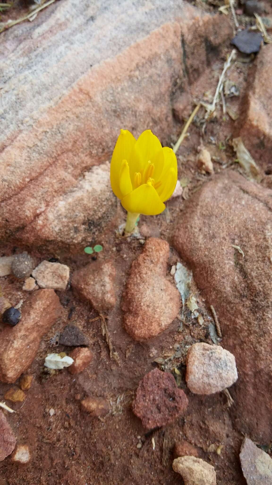 Image de Sternbergia clusiana (Ker Gawl.) Ker Gawl. ex Spreng.