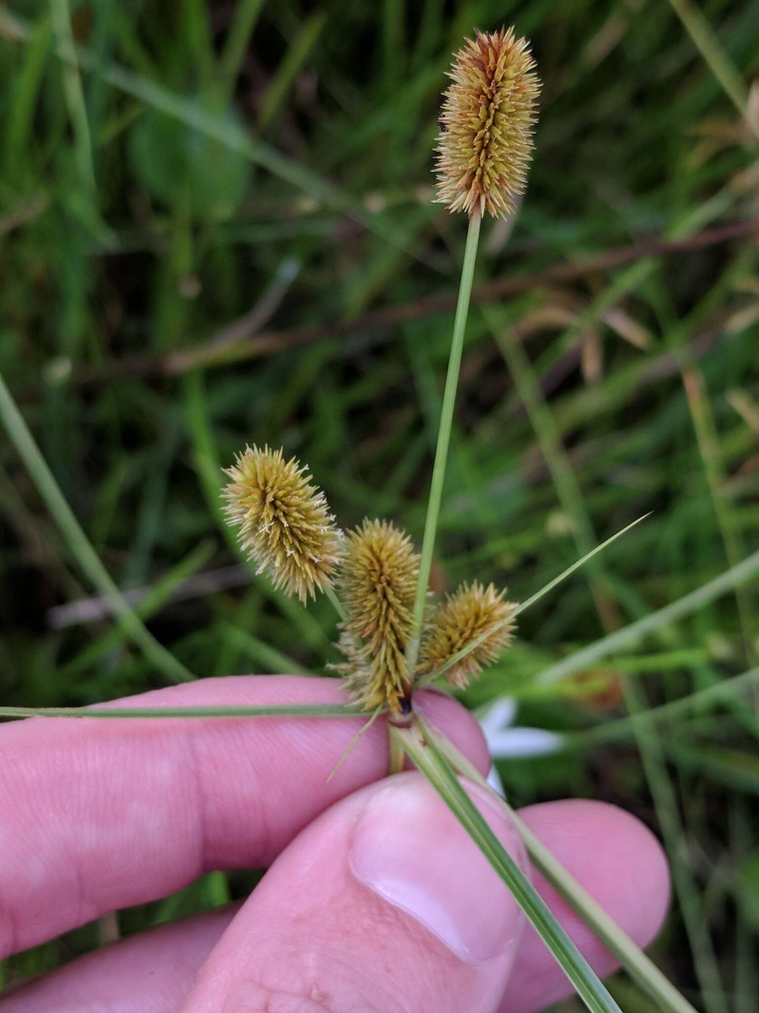 Image of ovateleaf flatsedge