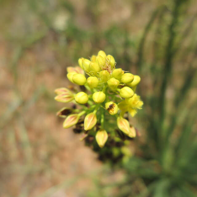 Image of Bulbine angustifolia Poelln.