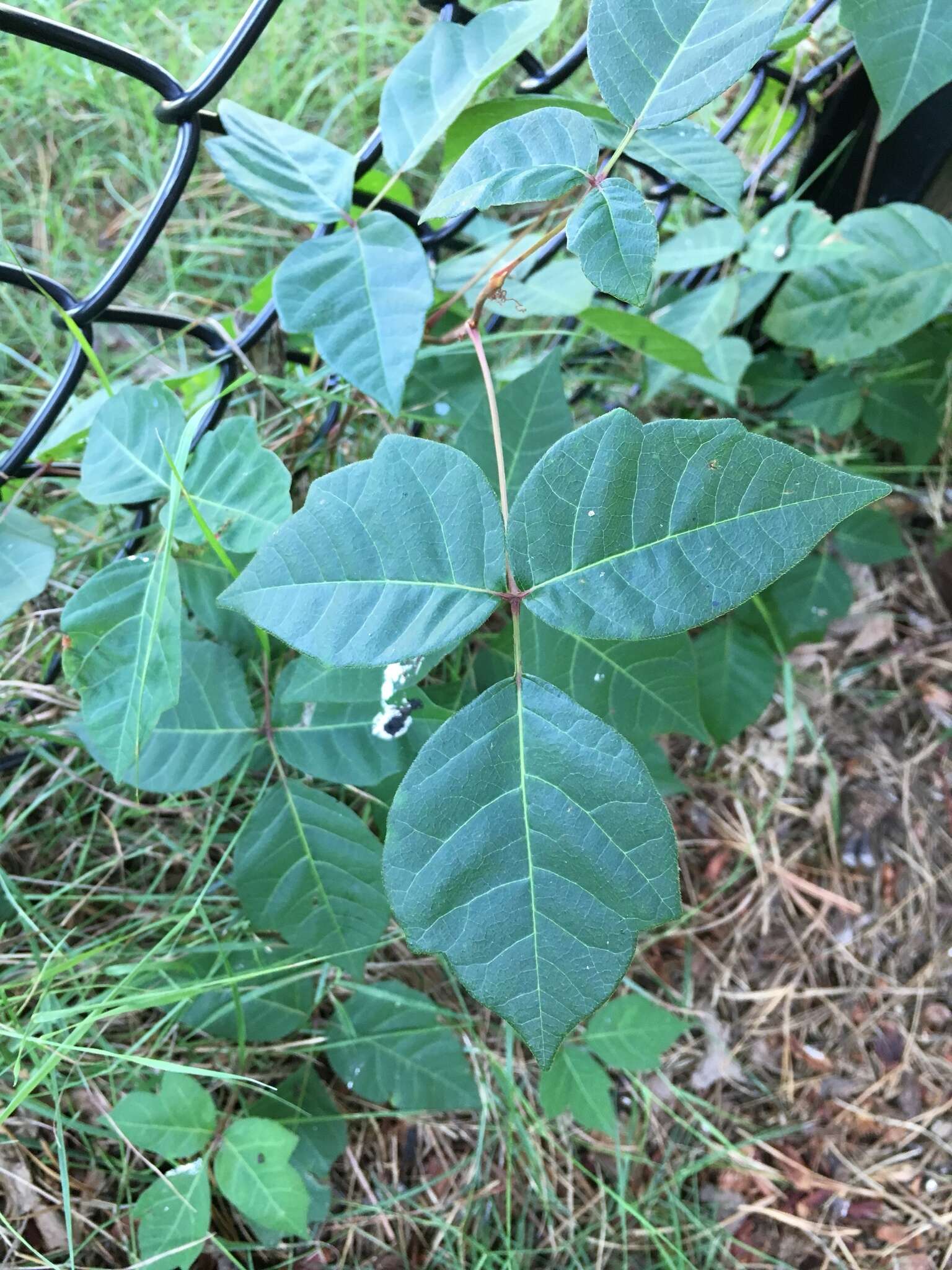 Image of eastern poison ivy