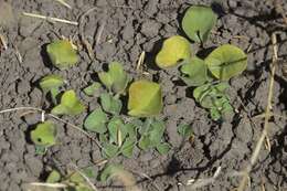 Dichondra donelliana Tharp & M. C. Johnston resmi