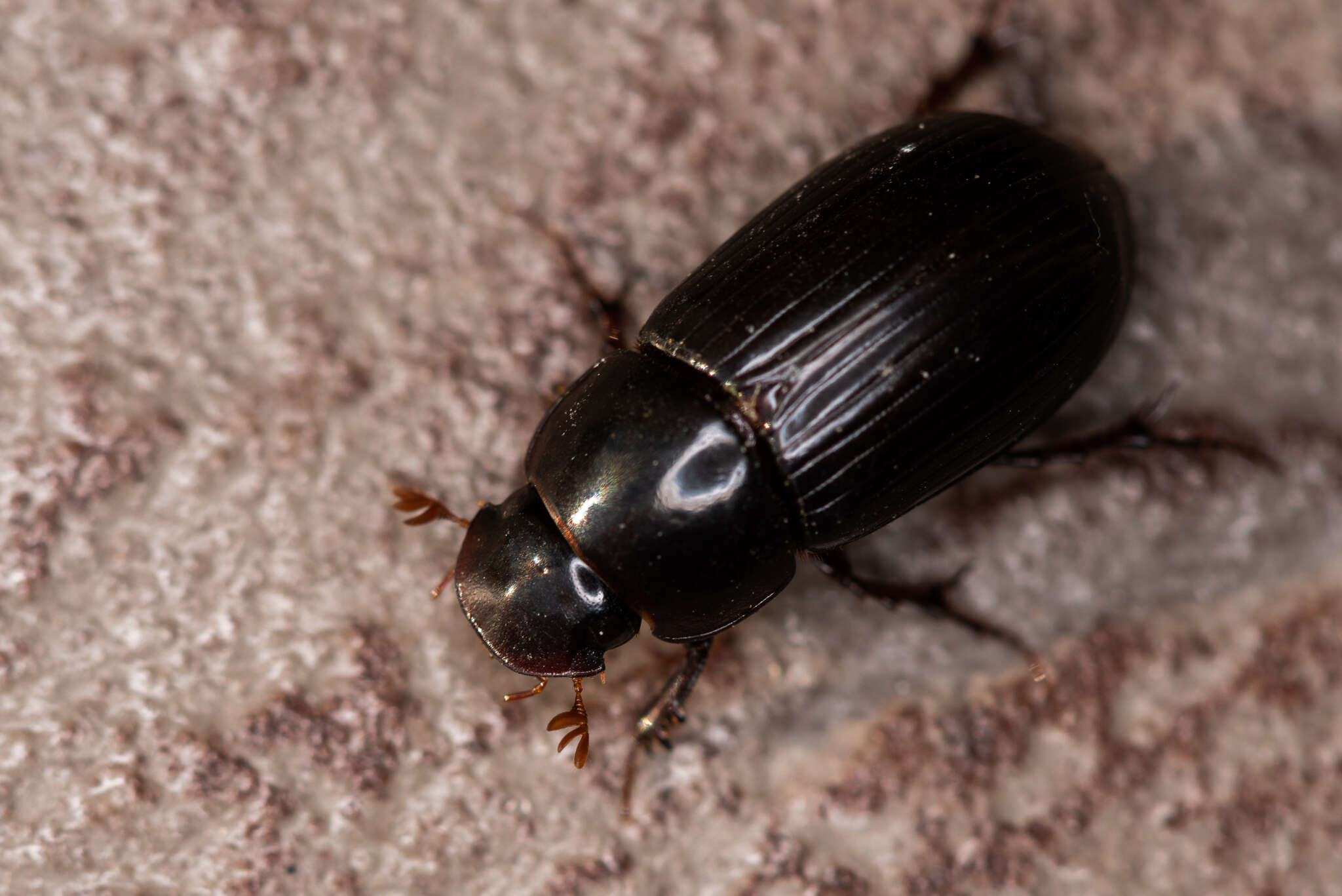 Image of Night-flying Dung Beetle