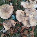 Sivun Tricholoma cedretorum (Bon) A. Riva 2000 kuva