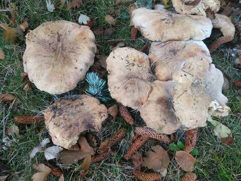 Image of Tricholoma cedretorum (Bon) A. Riva 2000