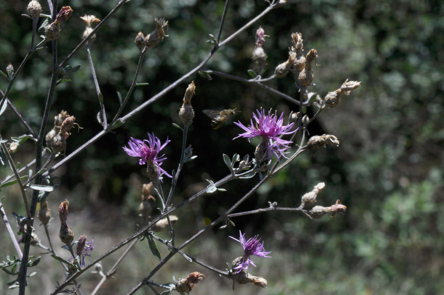 Слика од Centaurea paniculata L.