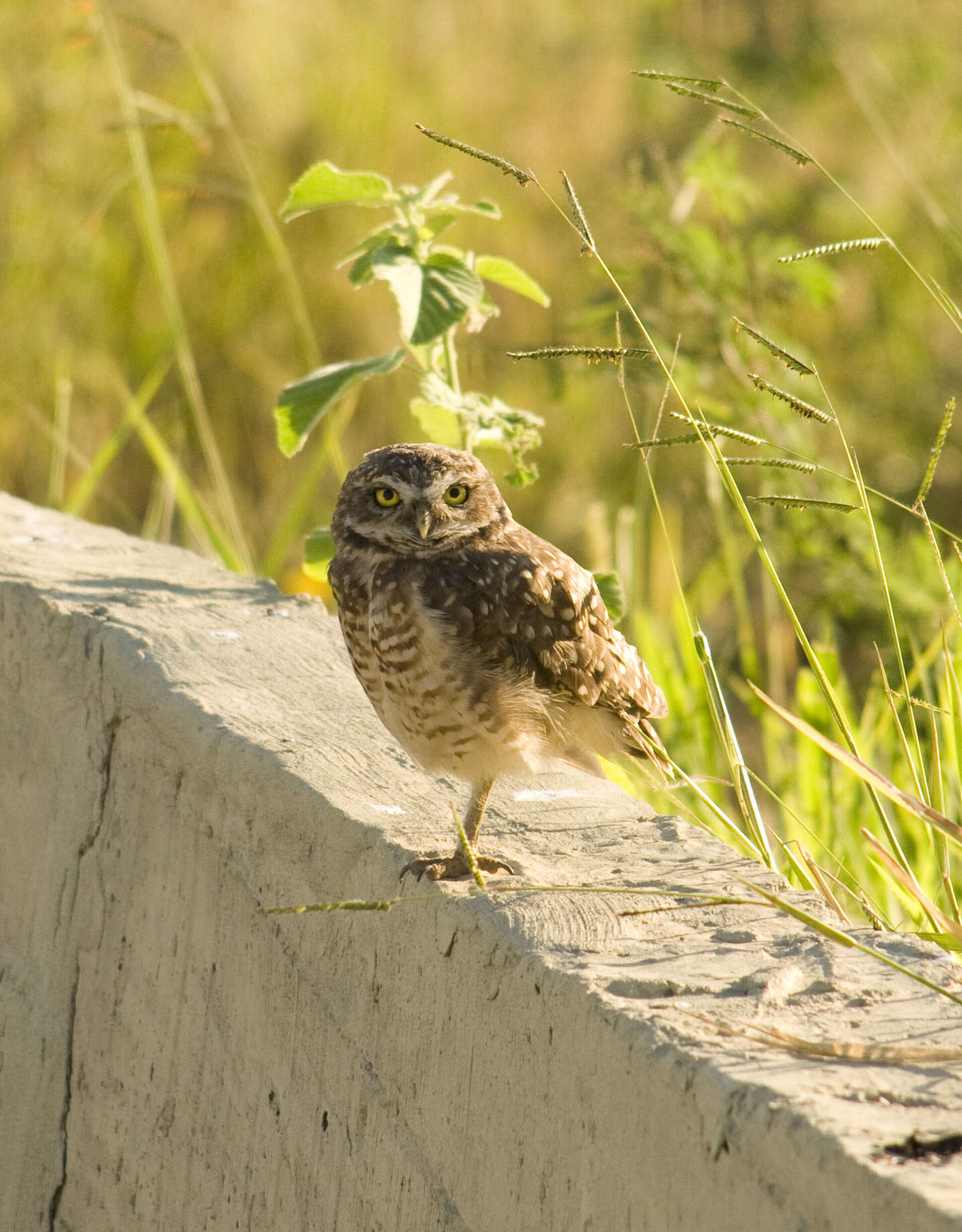 Image of Burrowing Owl