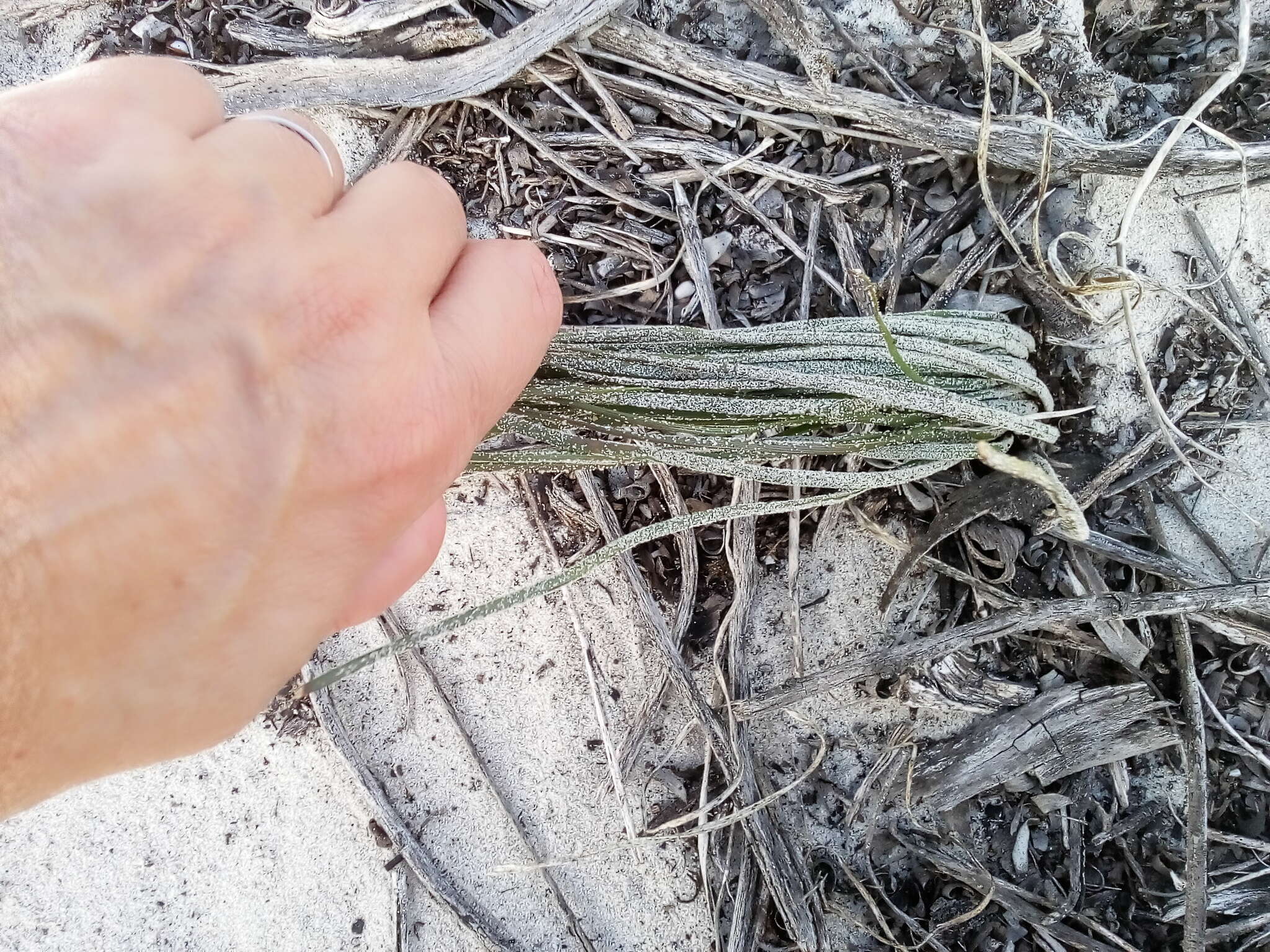 Слика од Trachyandra flexifolia (L. fil.) Kunth