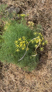 Image of Lomatium klickitatense