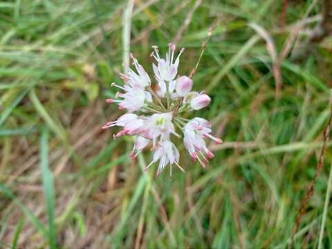 Image of Allium ericetorum Thore