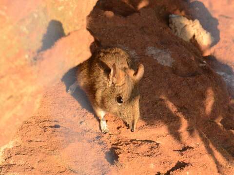 Image of Eastern Elephant-shrew