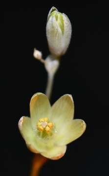 Imagem de Ornithogalum deltoideum Baker