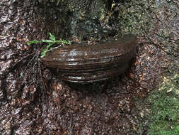 Image of Ganoderma brownii (Murrill) Gilb. 1962