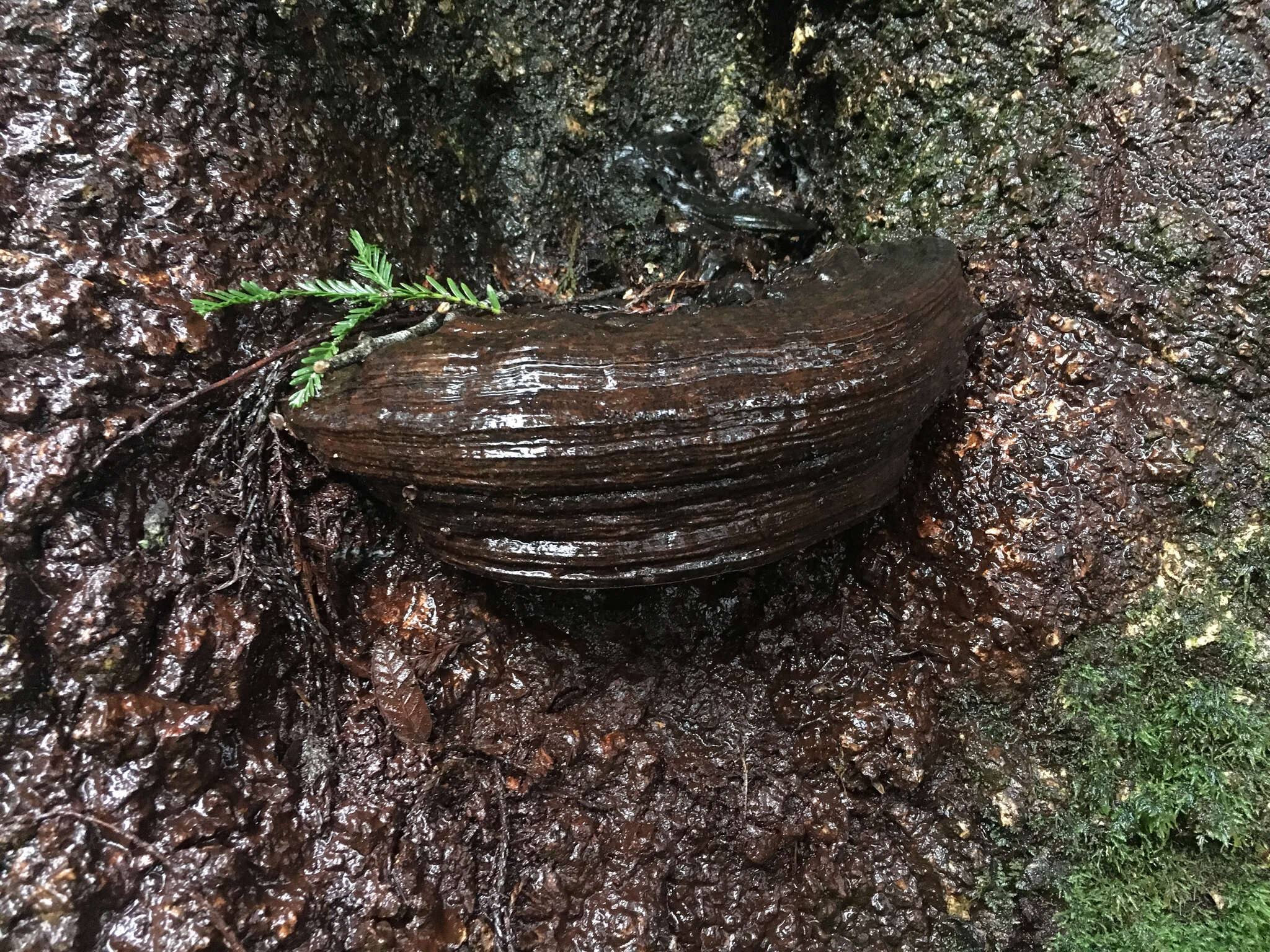 Plancia ëd Ganoderma brownii (Murrill) Gilb. 1962