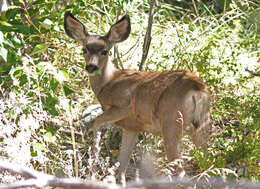 Odocoileus hemionus inyoensis Cowan 1933的圖片