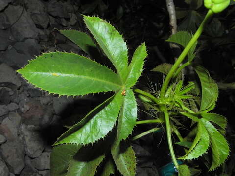 Image of Jatropha glandulifera Roxb.