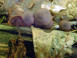 Слика од Gymnopus alkalivirens (Singer) Halling 1997