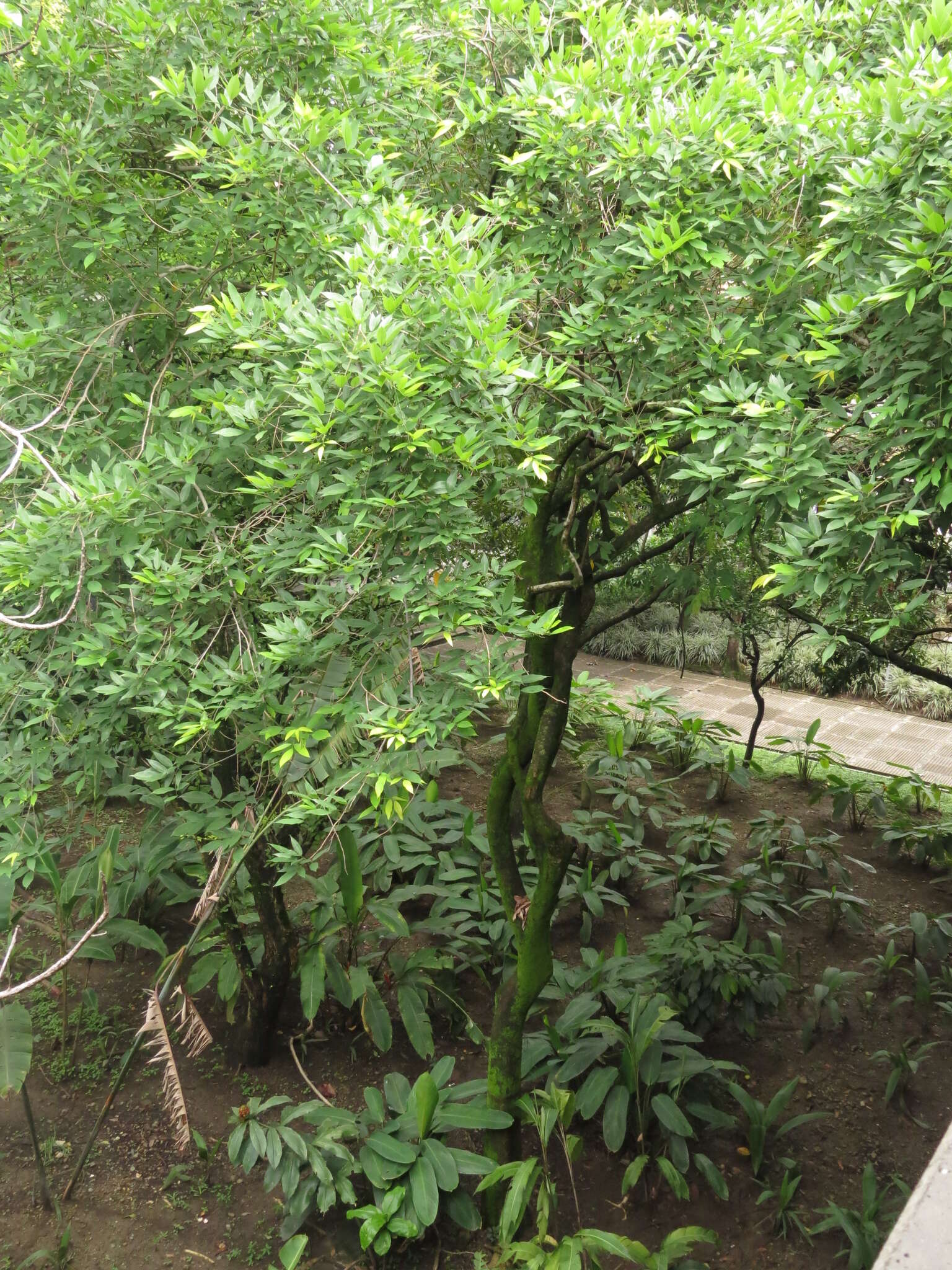 Image of Philippine pigeonwings