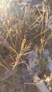 Imagem de Panicum hymeniochilum Nees