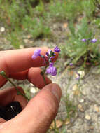 Image of Texas toadflax