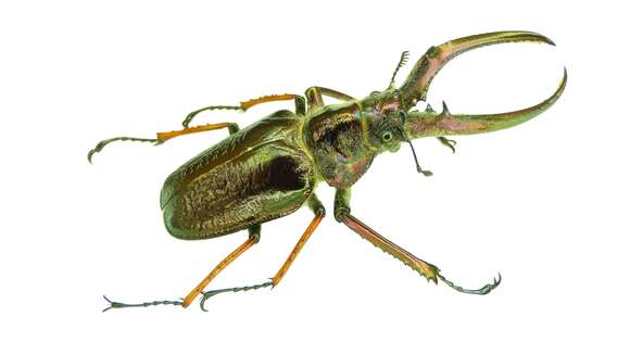 Слика од Sphaenognathus feisthamelii (Guérin-Ménéville 1838)