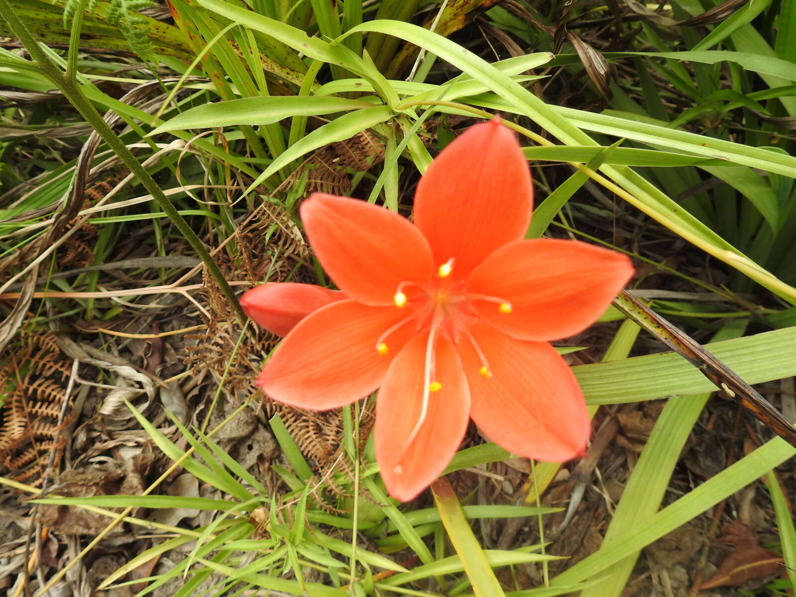 Image of George lily, Scarborough lily