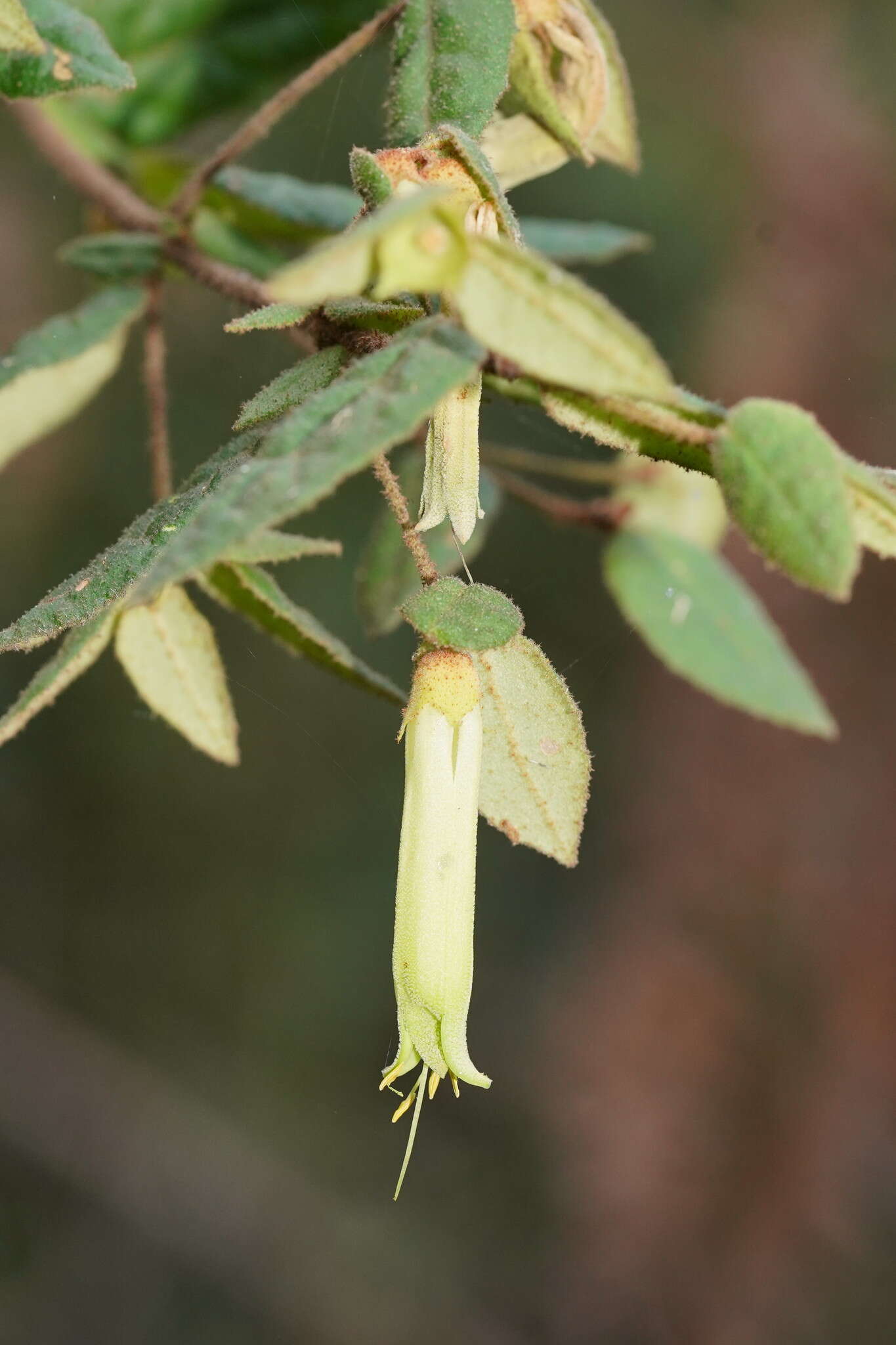 Image of Correa reflexa var. lobata Paul G. Wilson