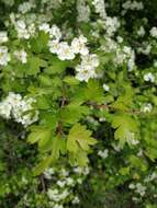 Image of Small-flowered Black Hawthorn
