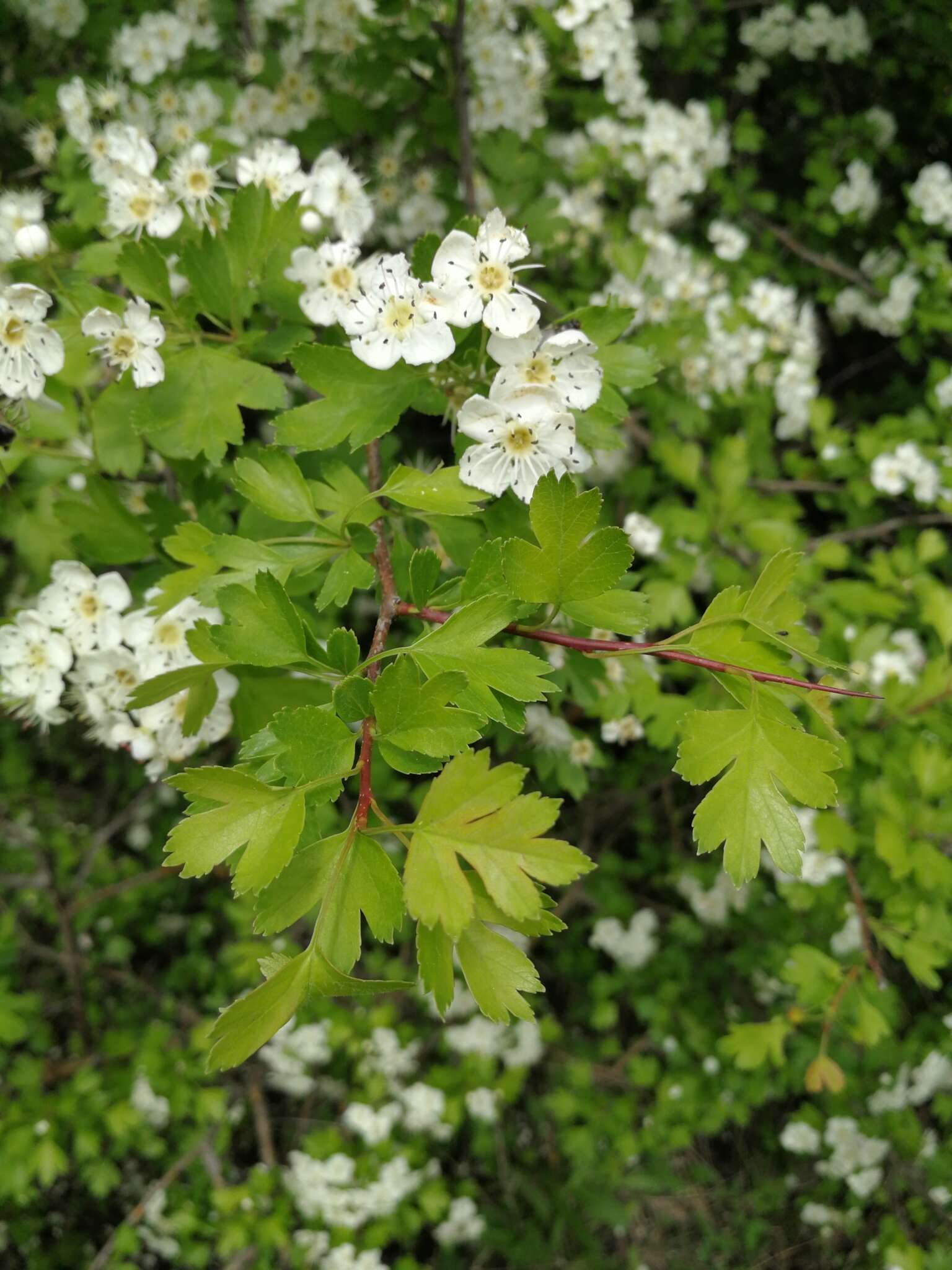 Image of Small-flowered Black Hawthorn