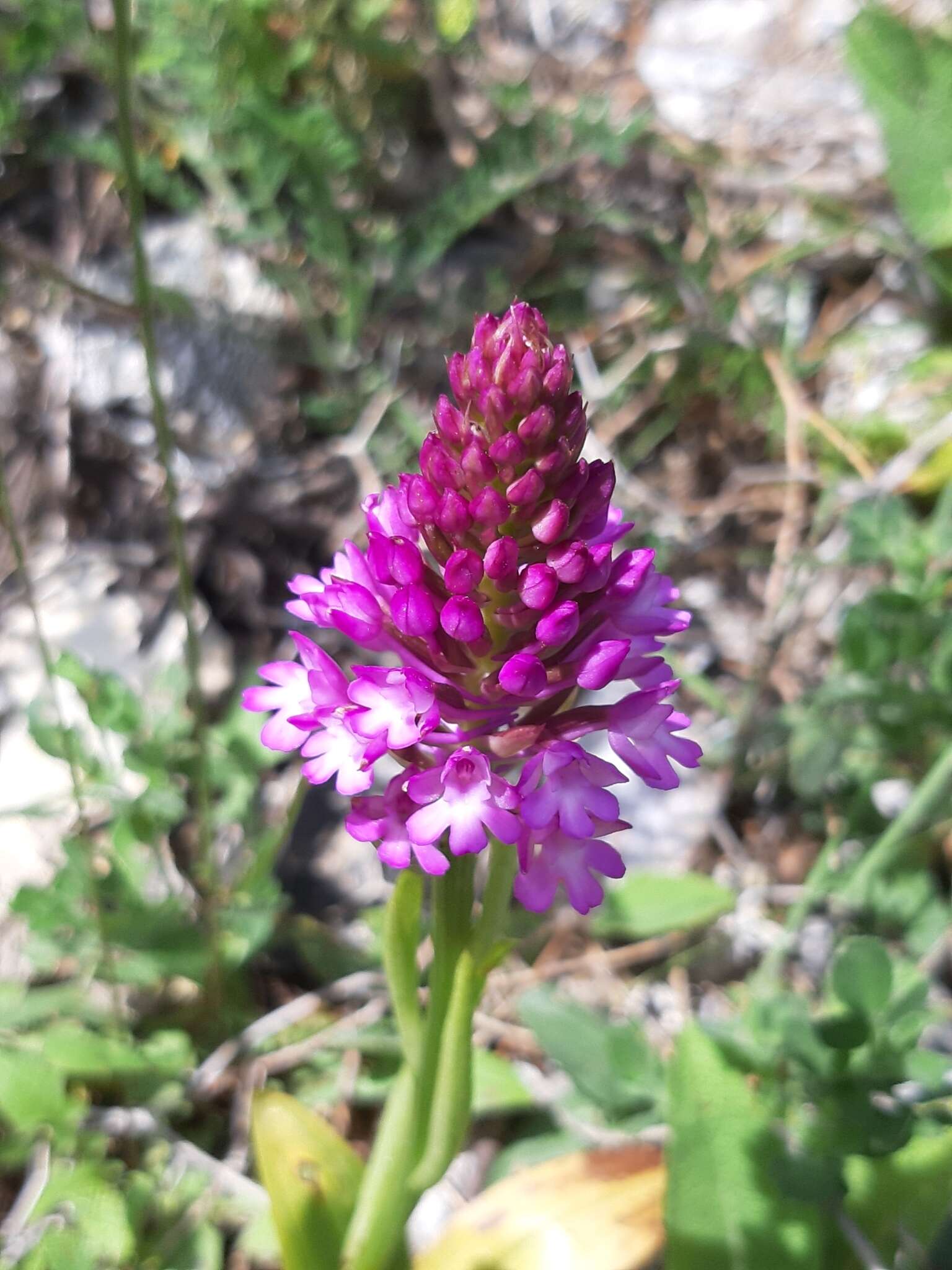 Image of Anacamptis pyramidalis var. pyramidalis