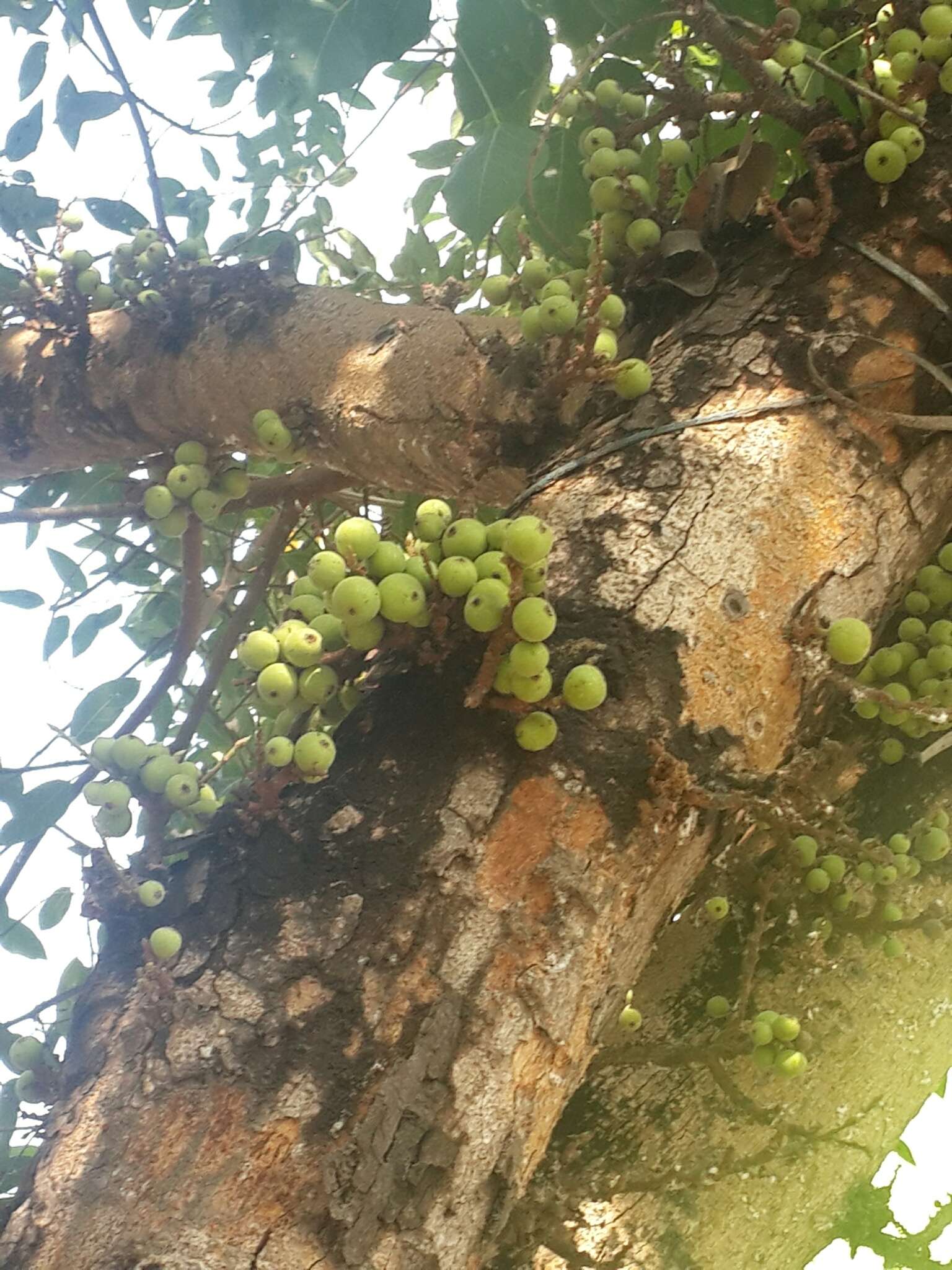 Imagem de Ficus racemosa L.