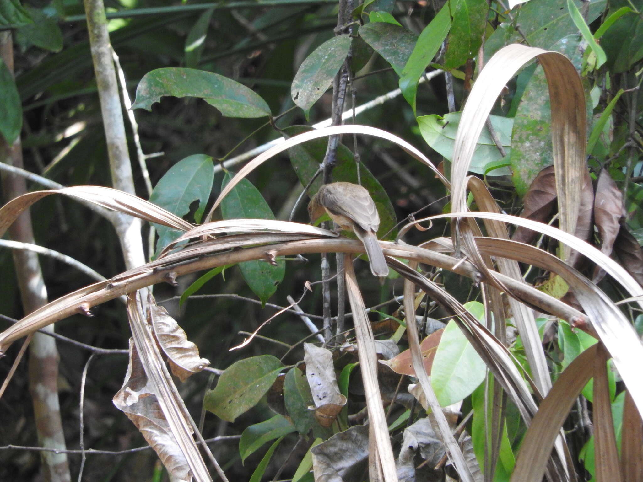 Image of Asian Red-eyed Bulbul