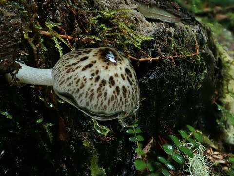 Image of Bolbitius muscicola (G. Stev.) Watling 1981