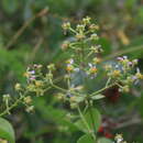 Sivun Adelphia hiraea (Gaertn.) W. R. Anderson kuva