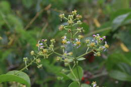 Image of Adelphia hiraea (Gaertn.) W. R. Anderson