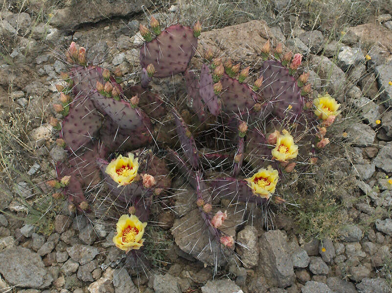 Image of Opuntia azurea var. diplopurpurea