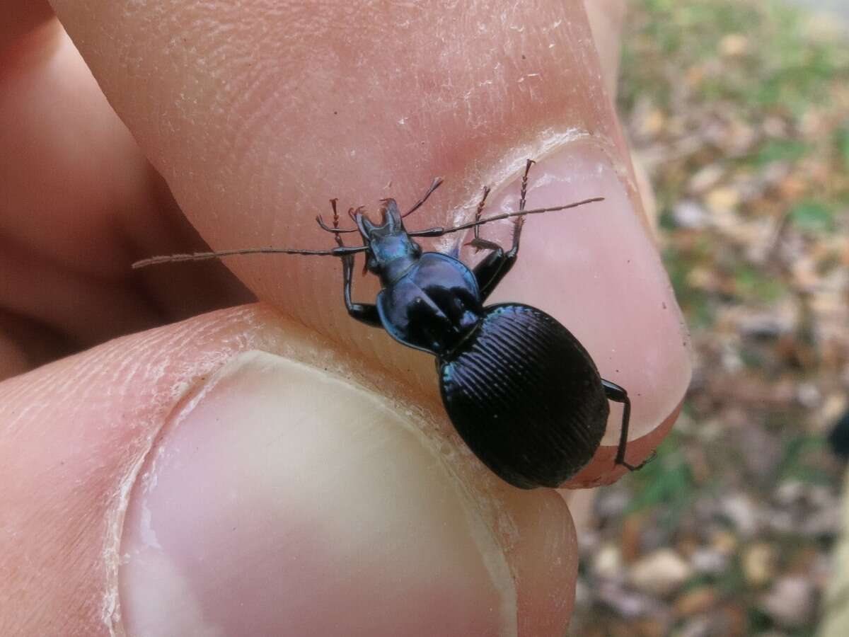 صورة Sphaeroderus canadensis Chaudoir 1861