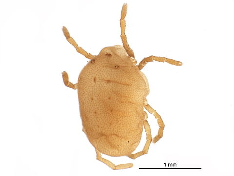 Image of Calyptostoma Cambridge 1875