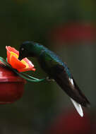 Image of White-tailed Starfrontlet