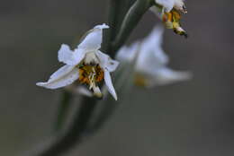 Image of Gavilea venosa (Lam.) Garay & Ormerod