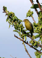 Image of Atlantic Canary