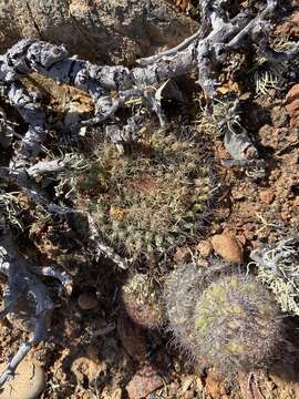 Image de Mammillaria brandegeei subsp. gabbii (J. M. Coult.) D. R. Hunt