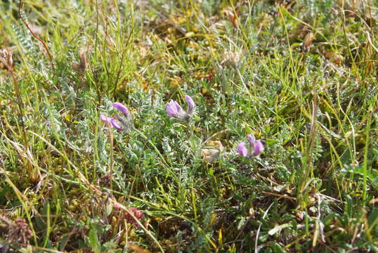 Image of Oxytropis arctica subsp. taimyrensis